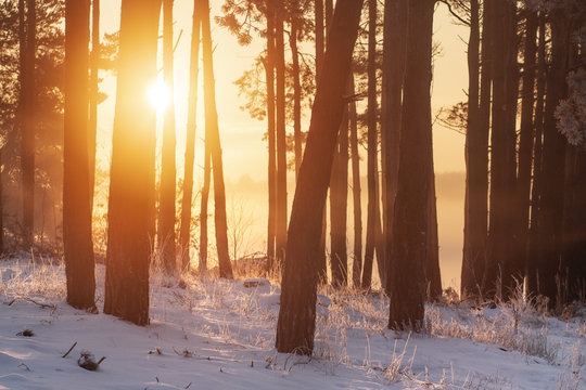 Fototapeta Winter scene in sunlight. Sunrise in winter snowy forest