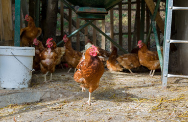 A typical chicken farm in Basque Country