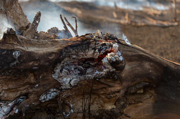 fire in the field and dry wood burns with blue smoke