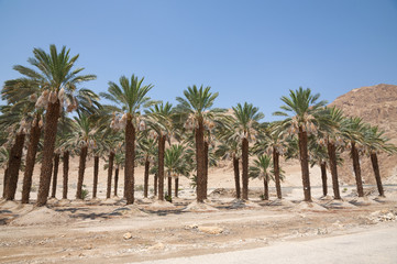 Fototapeta na wymiar Palm Trees in the desert