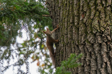 Eichhörnchen am Baum