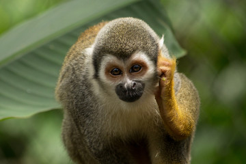 squirrel monkey in the amazon rainforest, ecuador