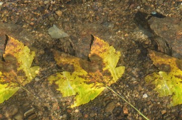 Herbstblätter - Ahornblätter schwimmen im Wasser