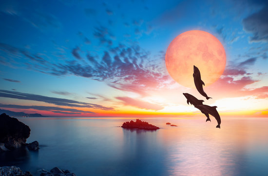 Silhoutte of beautiful dolphin jumping up from the sea at sunset with super moon "Elements of this image furnished by NASA "