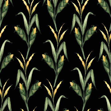 Seamless Pattern With Watercolor Illustrations Of Corn Stalks