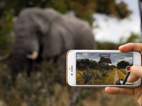 Hacer foto con un móvil a un elefante