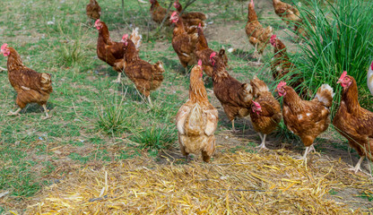 A typical chicken farm in Basque Country