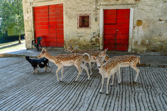Gruppo di daini con una capretta 