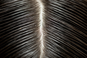 Obraz premium background black hair close-up