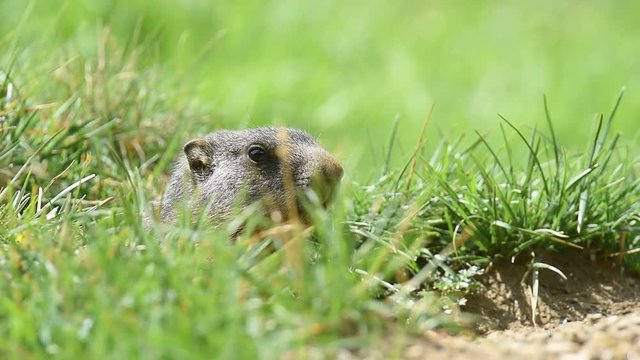 Marmotta