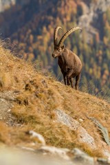 Alpine Ibex, Capra ibex, with autumn orange larch tree in background, National Park Gran Paradiso, Italy. Autumn in the mountain. Mammal, herbivorous