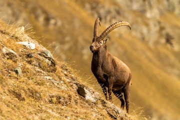 Alpine Ibex, Capra ibex, with autumn orange larch tree in background, National Park Gran Paradiso, Italy. Autumn in the mountain. Mammal, herbivorous