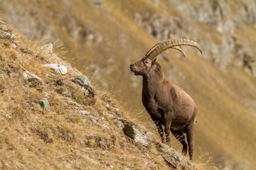 Alpine Ibex, Capra ibex, with autumn orange larch tree in background, National Park Gran Paradiso, Italy. Autumn in the mountain. Mammal, herbivorous