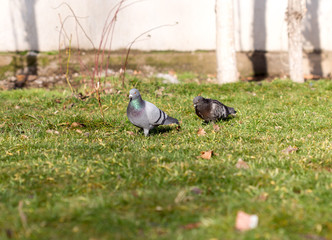 Beautiful pigeon goes to find food