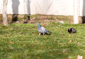 Beautiful pigeon goes to find food