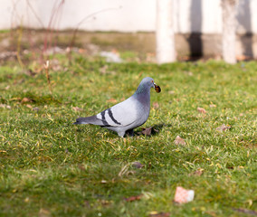 Beautiful pigeon goes to find food