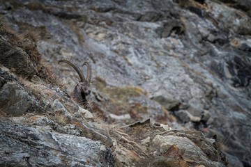 Alpine Ibex, Capra ibex, with rocks in background, National Park Gran Paradiso, Italy. Autumn in the mountain. Magnificent mammal with horns on the rock, herbivorous