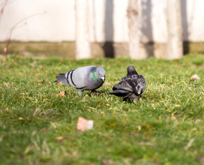 Beautiful pigeon goes to find food