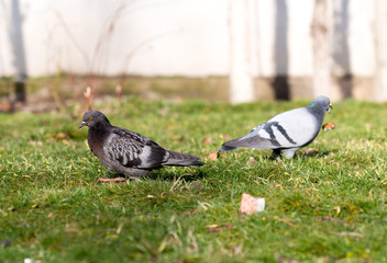 Beautiful pigeon goes to find food