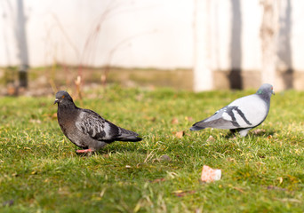 Beautiful pigeon goes to find food