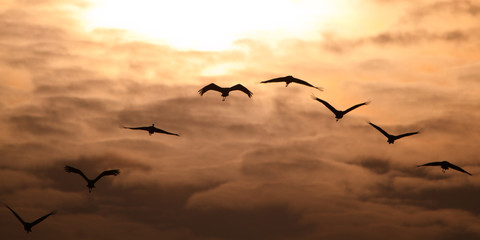 Kraniche vor Abendhimmel