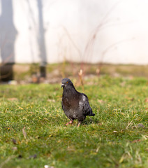 Beautiful pigeon goes to find food