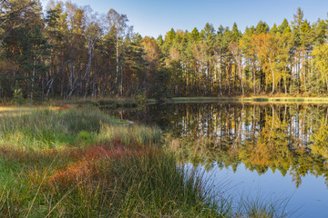 Golden Polish Autumn, Black Lake, Niepolomice Forest, Poland