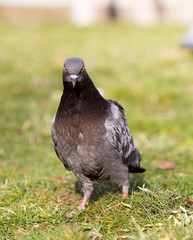 Beautiful pigeon goes to find food