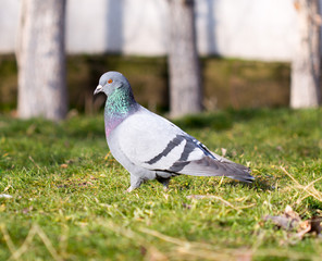 Beautiful pigeon goes to find food