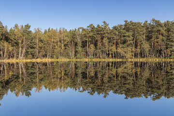 Golden Polish Autumn, Black Lake, Niepolomice Forest, Poland