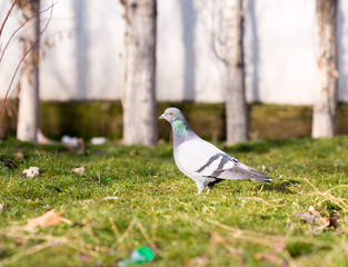 Beautiful pigeon goes to find food