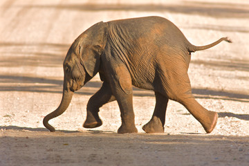 Elephant calf running for Mum.