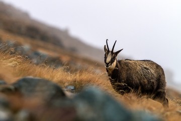 Chamois, Rupicapra rupicapra, on the rocky hill with autumn grass, mountain in Gran Paradiso, Italy. Autumn in the mountains. Mammal, herbivorous, wildlife scene