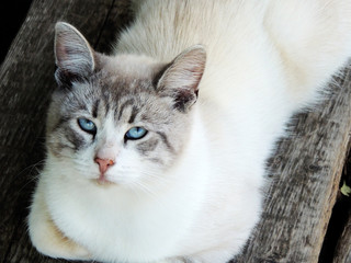 Fototapeta na wymiar cat with blue eyes