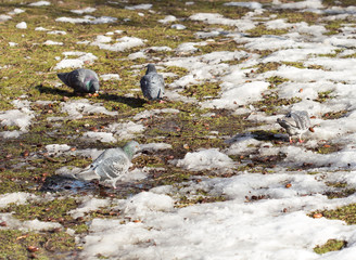 pigeons in winter