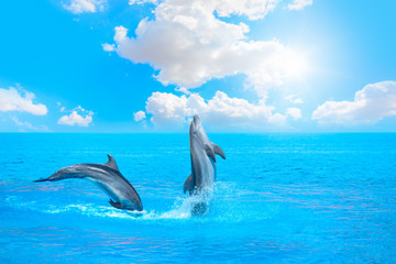 Fototapeta premium Para delfinów skaczących po wodzie z błękitnym niebem