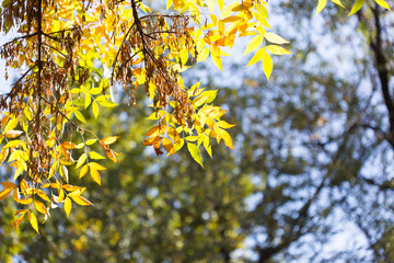 yellow leaves of trees in autumn
