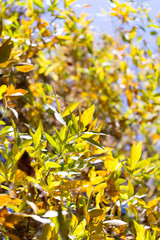 yellow leaves of trees in autumn