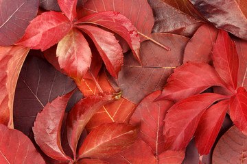  background of red leaves