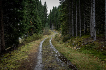 Fototapeta na wymiar Forest Path in Norway