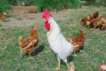 A typical chicken farm in Basque Country