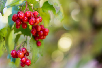 Viburnum shrub, with ripe clusters of viburnum berries. Autumn background, blur, bokeh, copy space