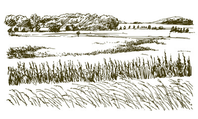 Rural landscape. Hand drawn illustration. © canicula
