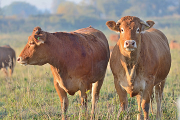 Brown Cow.