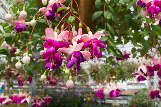 Pink Greenhouse Hanging Baskets