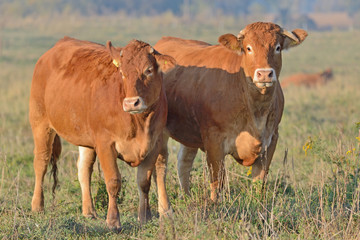 Brown Cow. © Tomasz Warszewski