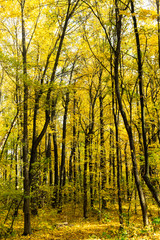Beautiful sunny autumn landscape of forest with fallen leaves and yellow trees