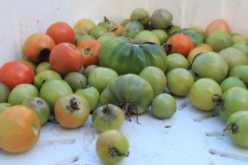 fruits and vegetables red adn green tomatos