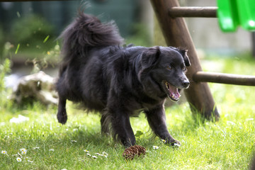 Schwarzer Spitzmischling