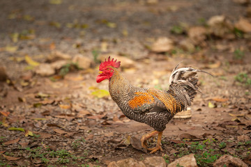 rooster, walking on an organic farm